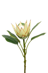 A King Small Protea Spray Green surrounded by foliage sprays on a stem against a white background.