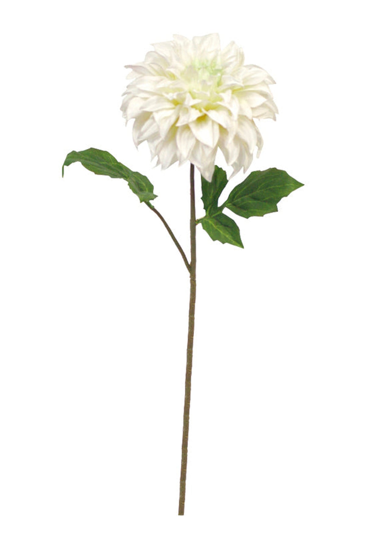 Cream gypsy dahlia with a full bloom and green leaves, on white