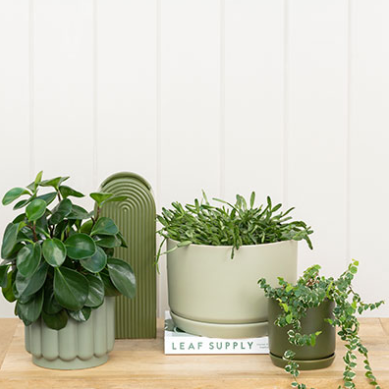 Green Berlin Self Watering Planters - Eucalypt by Potted with internal drainage saucer on a wooden table.