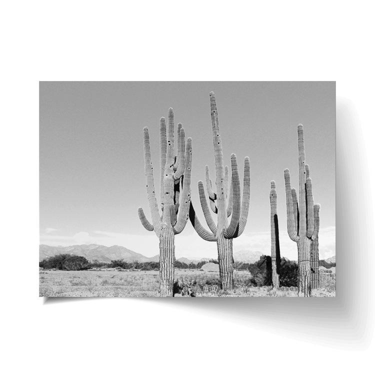 Cactus print unframed, with a lifted corner