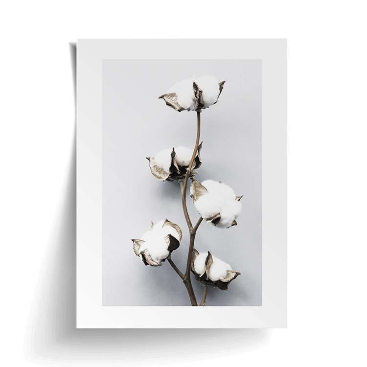 Cotton Flower print unframed with a curling edge, on white