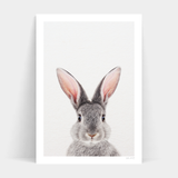 A grey Roger Rabbit Front with big ears on a white background available for Art Prints and delivery.