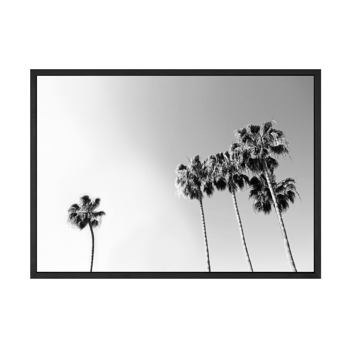Black and White Palm print in a black frame