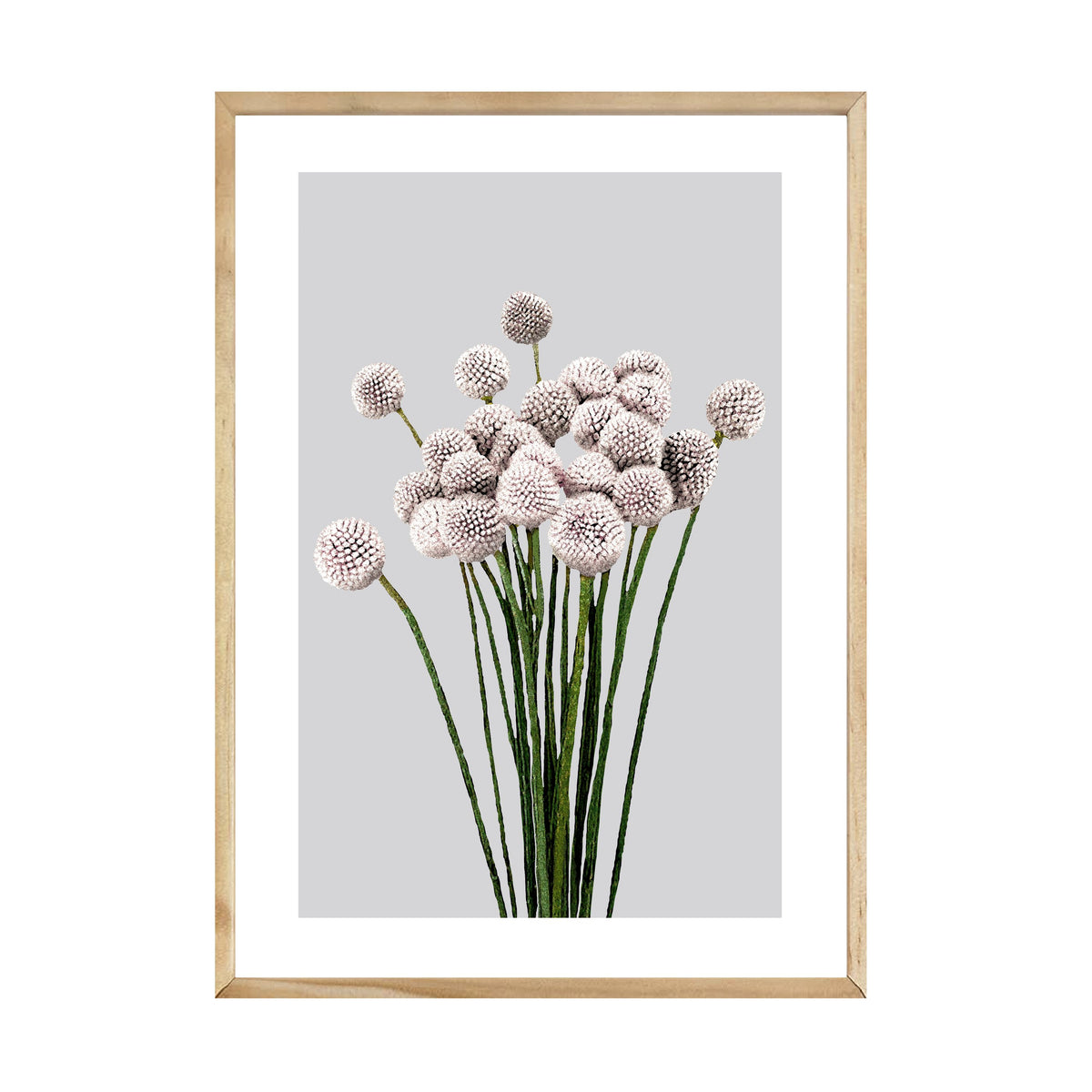 Allium Print in an oak frame on a white background