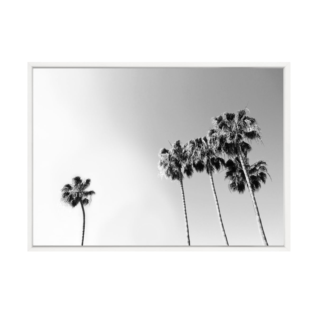 Black and White Palm print in a white frame