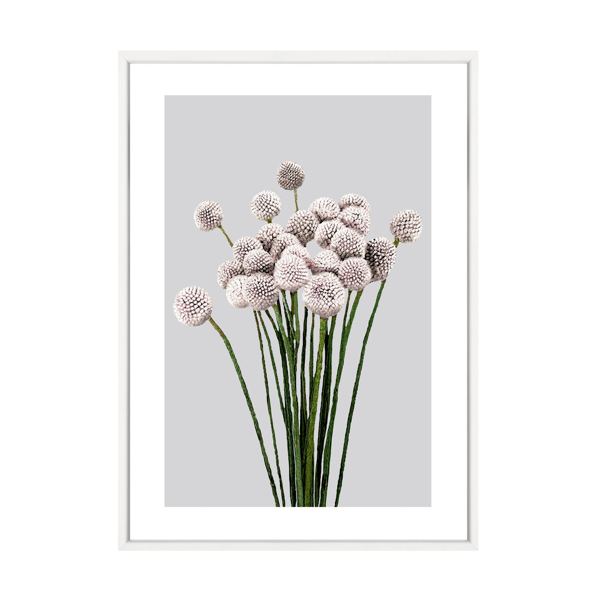 Allium Print in a white frame on a white background, close crop