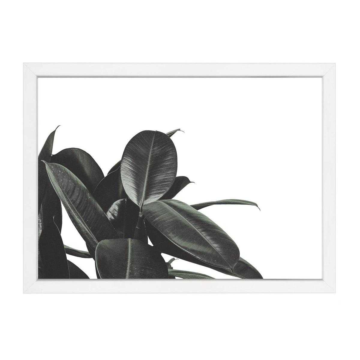Branch Out print, black and white rubber plant leaves in landscape, in a white frame on white