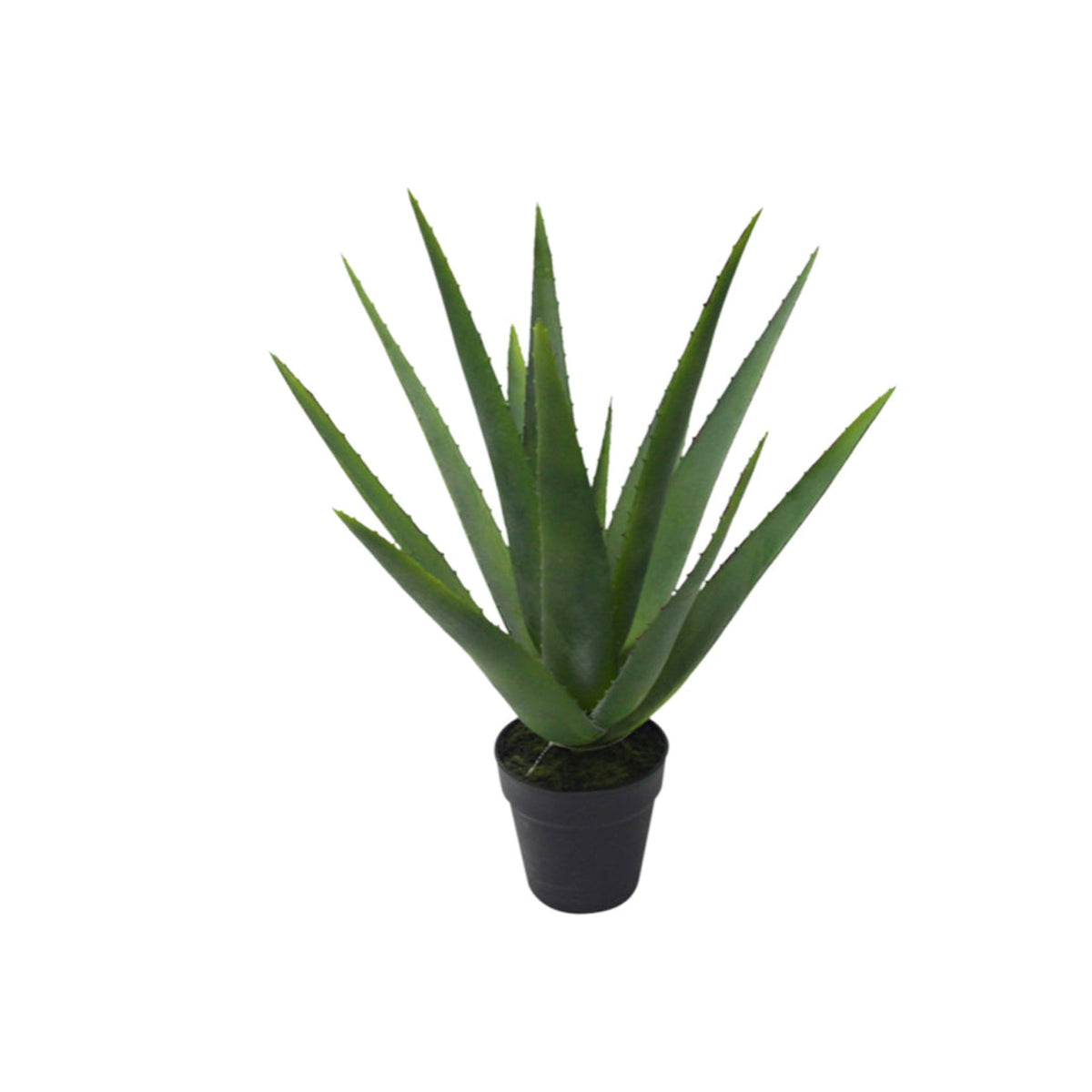 Faux aloe vera with 12 long spiked leaves in a black pot, on white