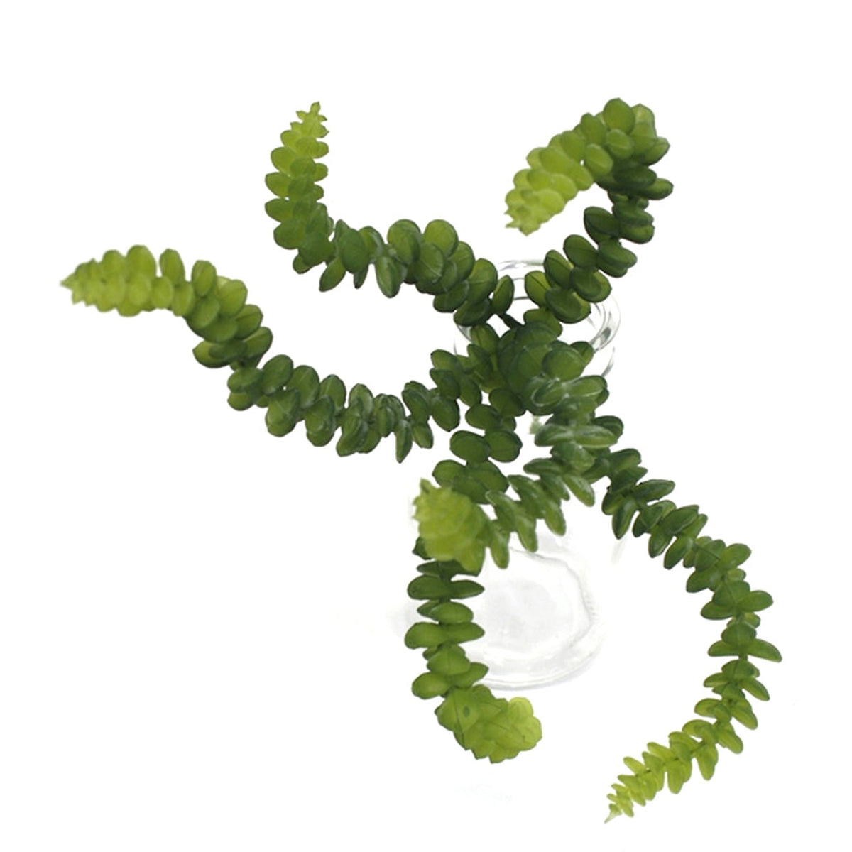 Faux babies necklace succulent with trailing stems of stacked leaves, on white