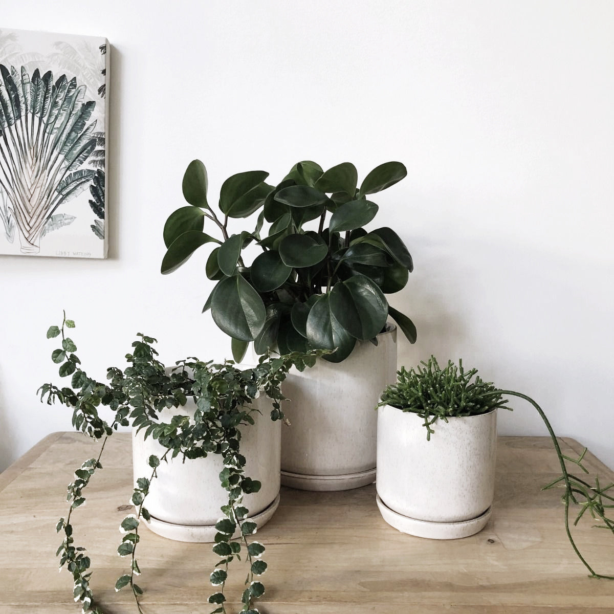 Three Oslo Planter - Sandstorm with Potted Pot on a wooden table.