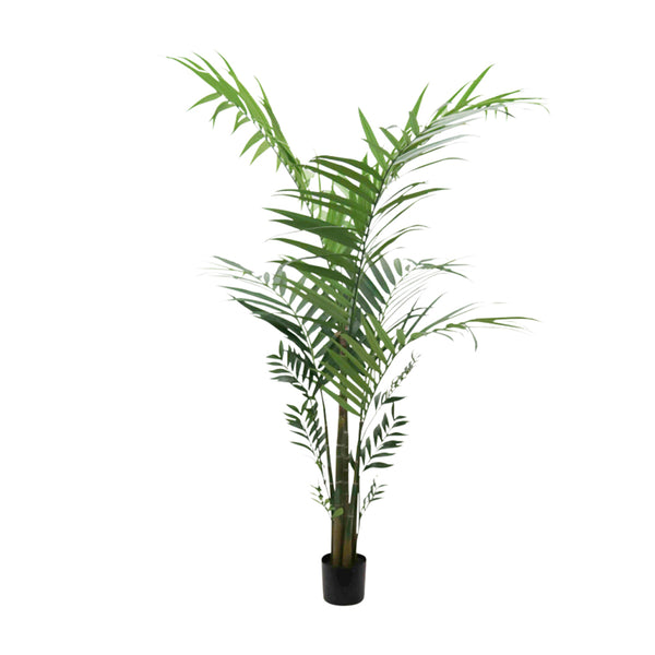 Kentia Palm Potted 2.1m