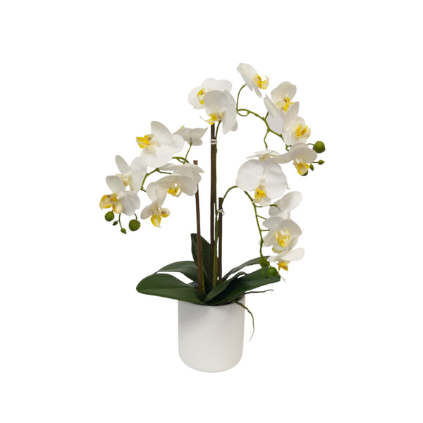 White Pot Phalaenopsis Orchids in an Artificial Flora vase on a white background.