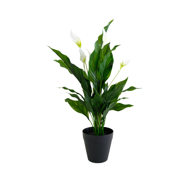 A Potted Peace Lily plant on a white background from Artificial Flora.