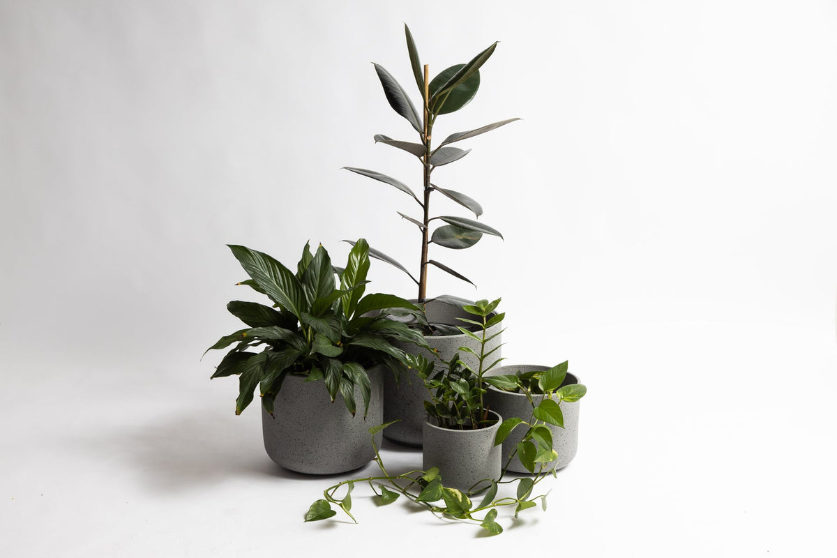 Rustie Pot Set in white styled with a fiddle leaf fig