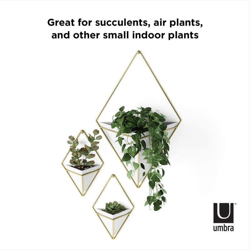 This Umbra Trigg Wall Vessel - White / Nickel | Small Set of Two is perfect for showcasing your indoor plants with its modern design. It is a great choice for succulents, air plants, and other small indoor plants.