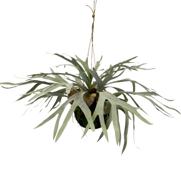 An Artificial Flora Hanging Staghorn Ball hanging from a string on a white background, adding a touch of greenery to any space for delivery.
