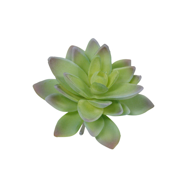 A Lotus Succulent Green/Grey Tips 13cm flower on a white background.