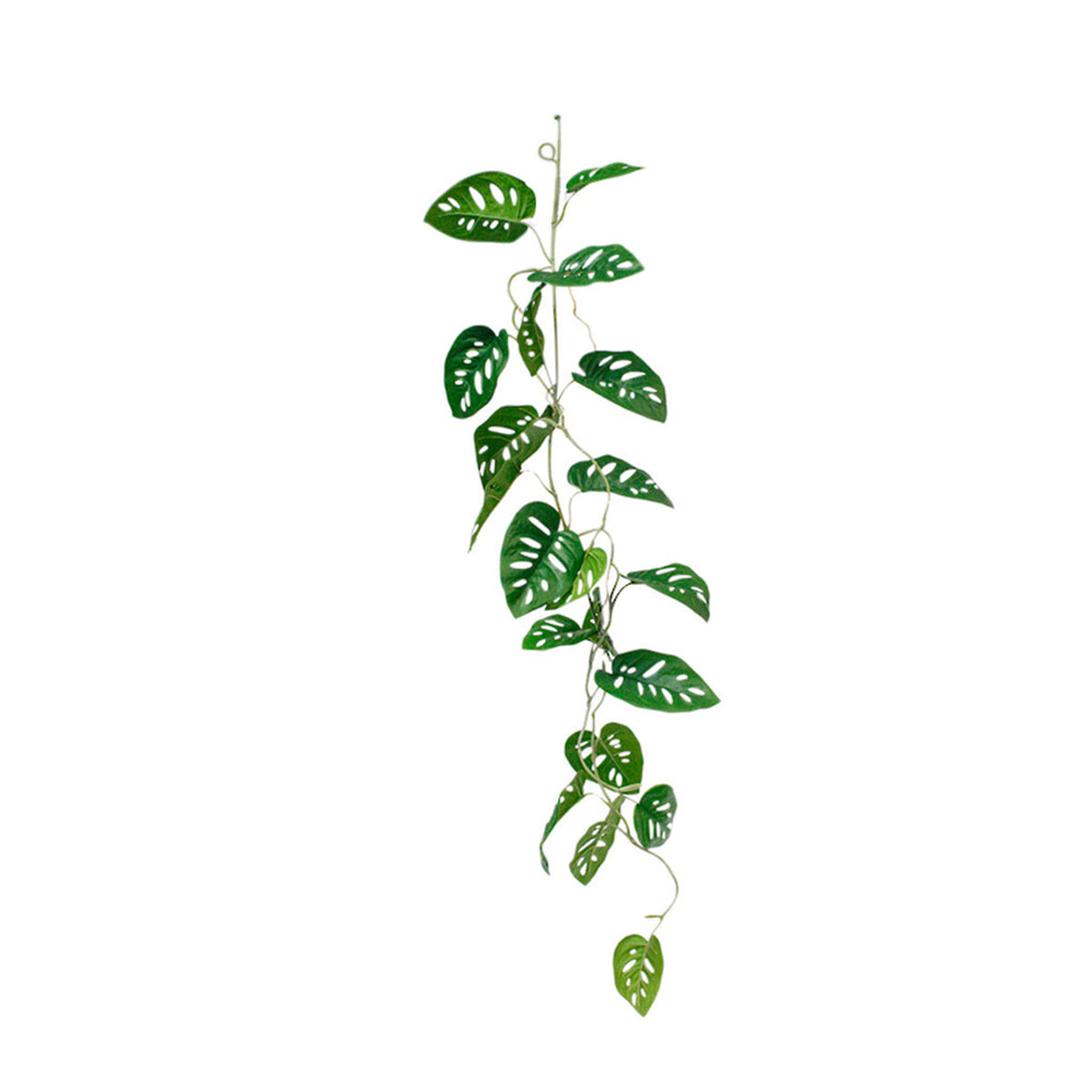 Swiss Cheese Garland, trailing vine of heart-shaped leaves with oval holes, on white