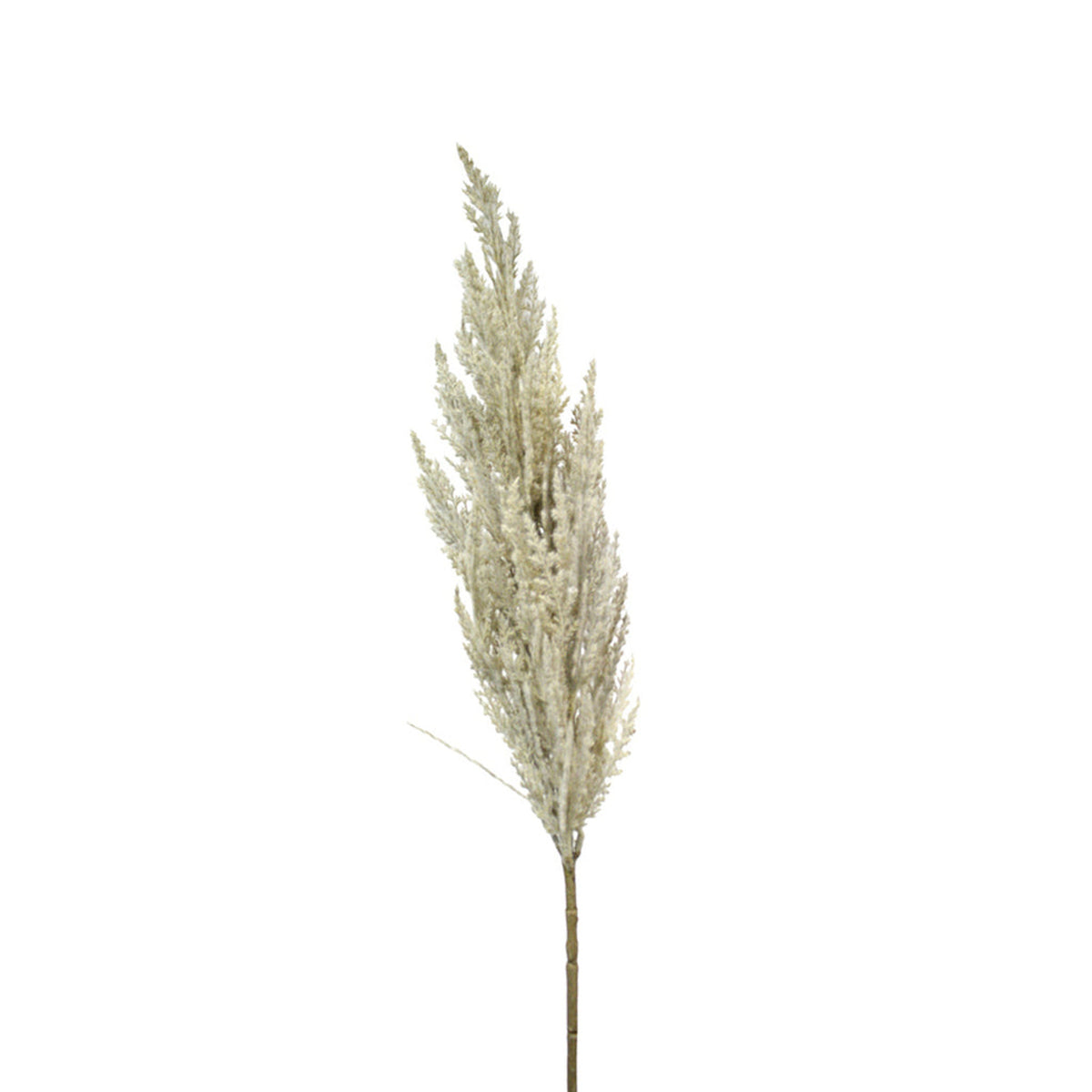 Faux toi toi stem in Natural with a full, soft cream plume on a white background