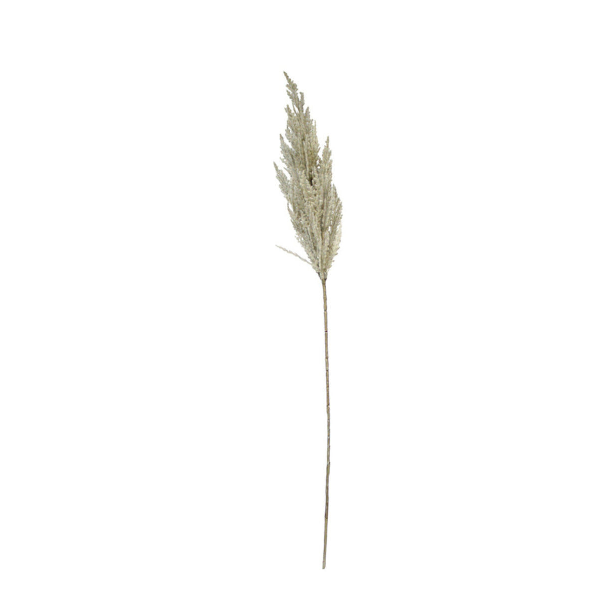 Single faux toi toi stem with a pale, feathery plume on a white background