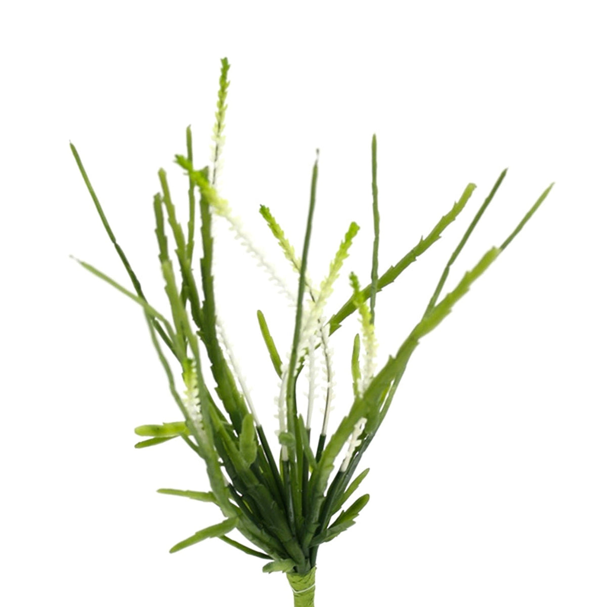Rhipsalis stem with slender green fronds and tiny white flowers, on white