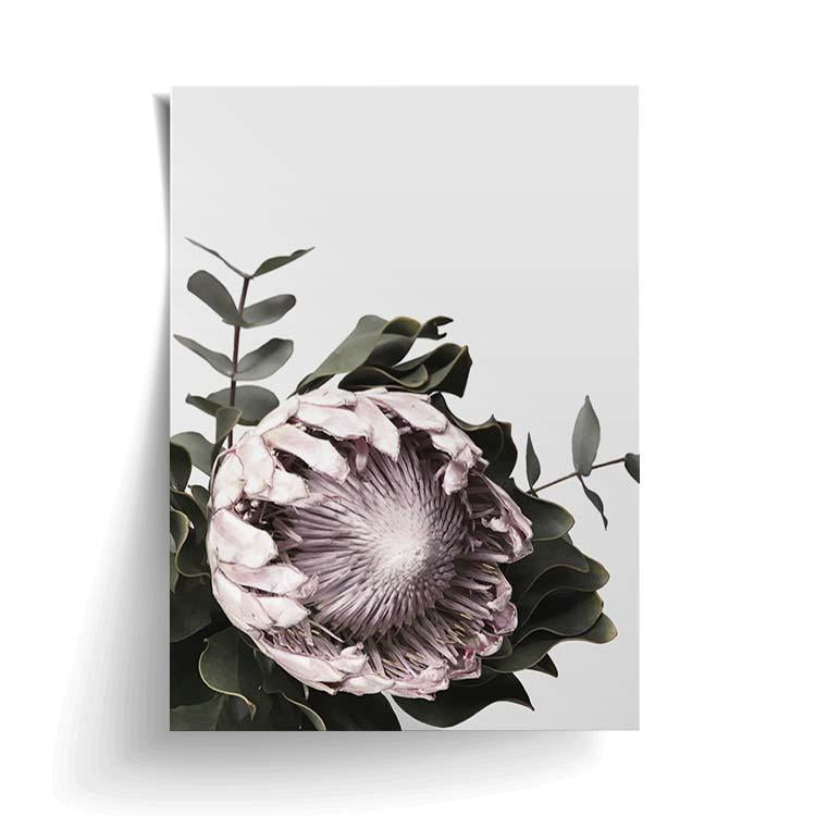 Protea print unframed, a pink protea with dark leaves