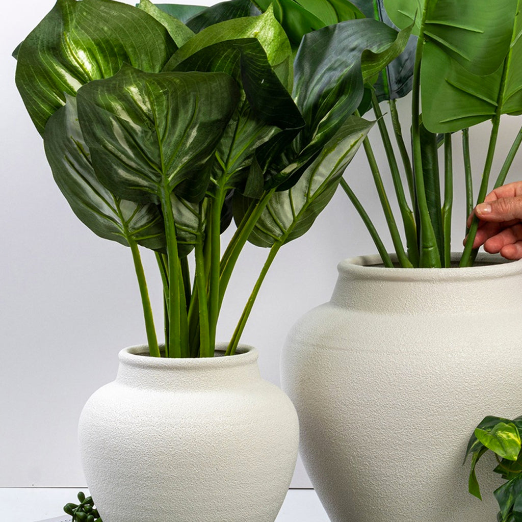 Small and large white urn planters side by side, each holding a large leafy green plant