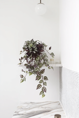 Wandering Dew Hanging Bush – Faux Plant with 12 Trailing Branches