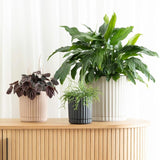 Athens Planter Sand – Ribbed Ceramic Pot with Saucer & Drainage