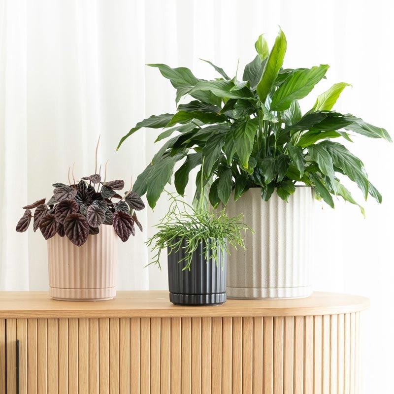 Athens Planter Sand – Ribbed Ceramic Pot with Saucer & Drainage