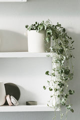 Eucalyptus plant displayed on a white shelf adorned with Zakkia Terrazzo Dimple Tray - Small Snow chips.