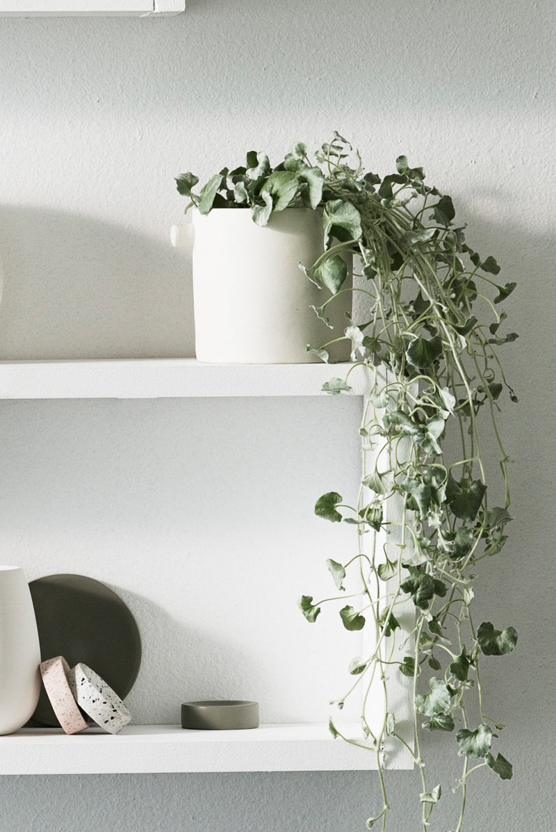 Eucalyptus plant displayed on a white shelf adorned with Zakkia Terrazzo Dimple Tray - Small Snow chips.