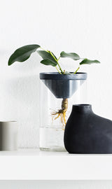A stylish Botanical Vase - Large Black by Zakkia with a vibrant plant.