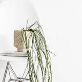 Zakkia Carved Pot – Confetti | Handcrafted Clay Vessel | Modern Matte Planter or Utensil Holder