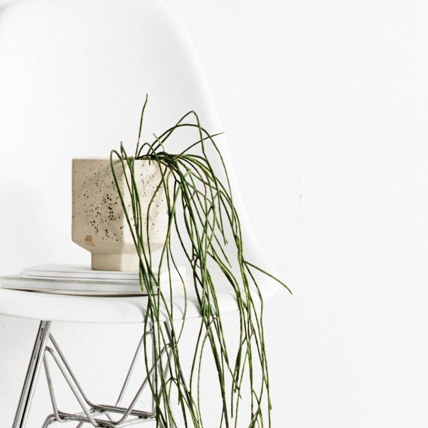 Zakkia Carved Pot – Confetti | Handcrafted Clay Vessel | Modern Matte Planter or Utensil Holder