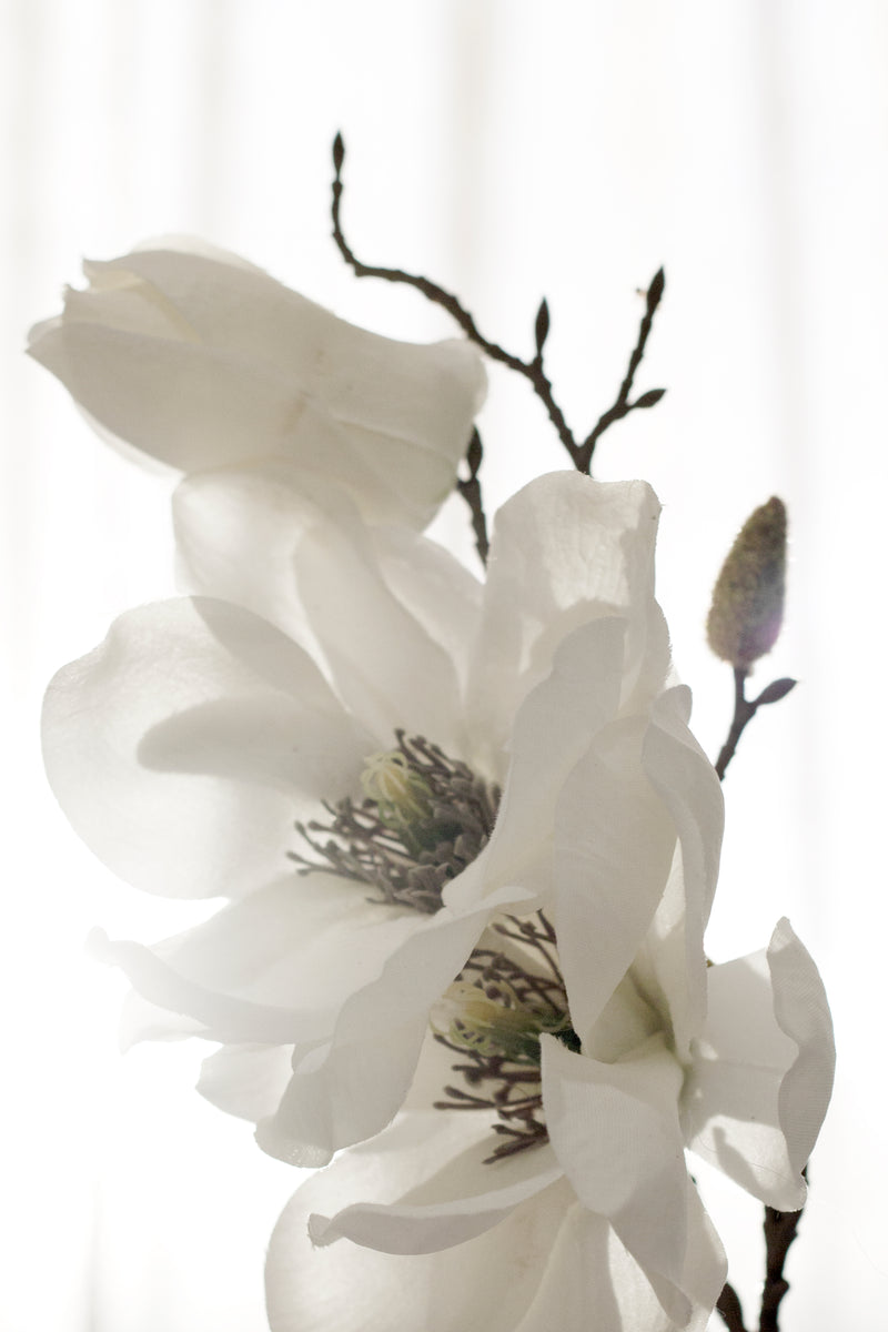 Southern Magnolia - White