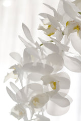 A close up of Real Touch Moth Orchid White by Artificial Flora in a vase, requiring minimal maintenance.