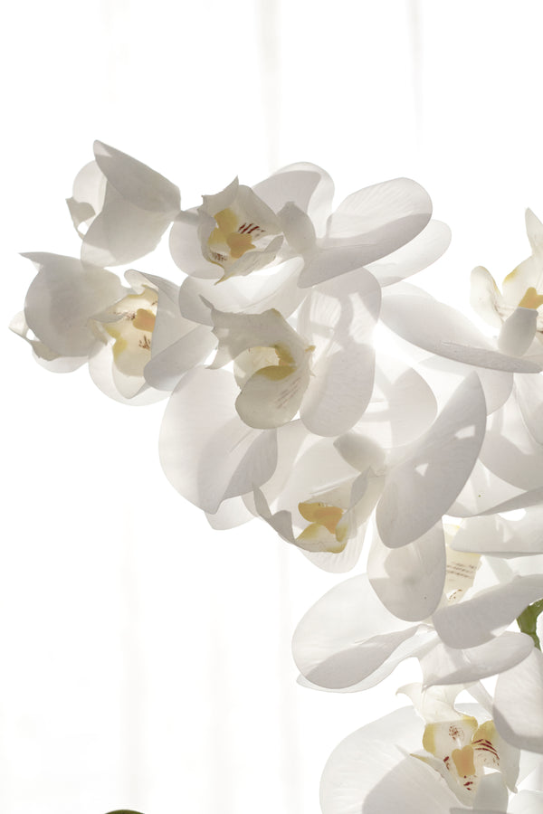 Real Touch Moth Orchid White by Artificial Flora in a vase on a white background.