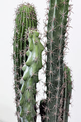 Cactus Potted 72cm