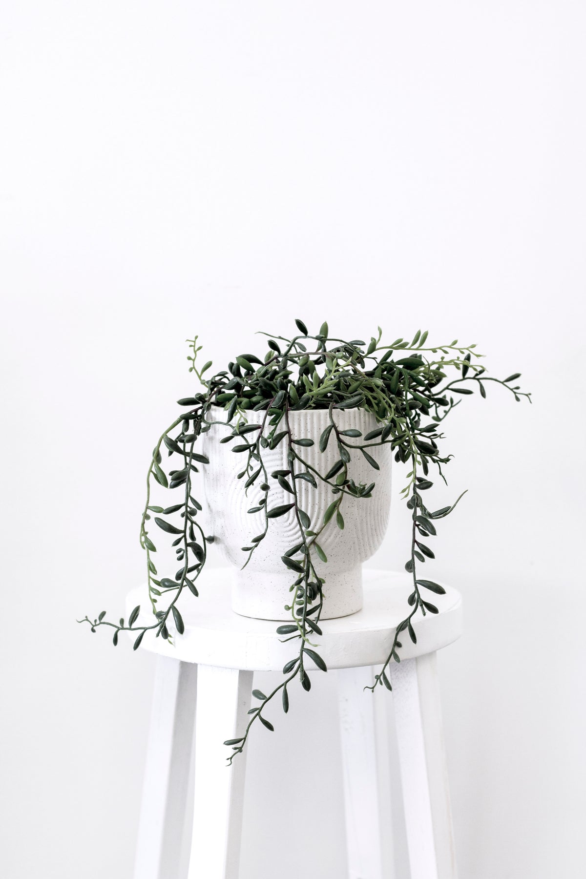 The potted string of bananas on a white stool, strands trailing to one side