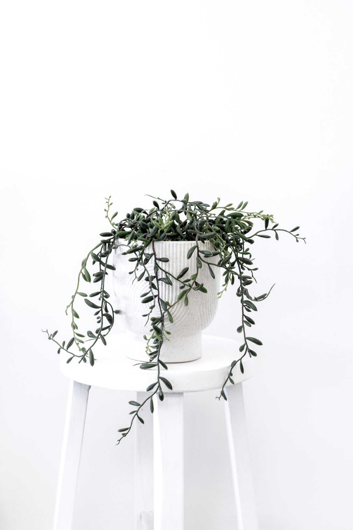 The potted string of bananas on a white wooden stool, strands hanging down