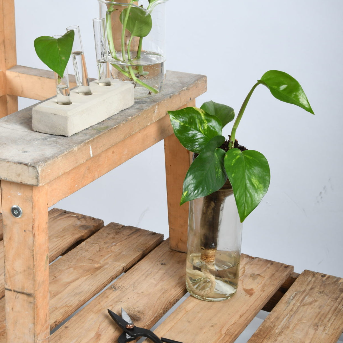 Bottle planters on a wooden bench with pothos and a pair of secateurs