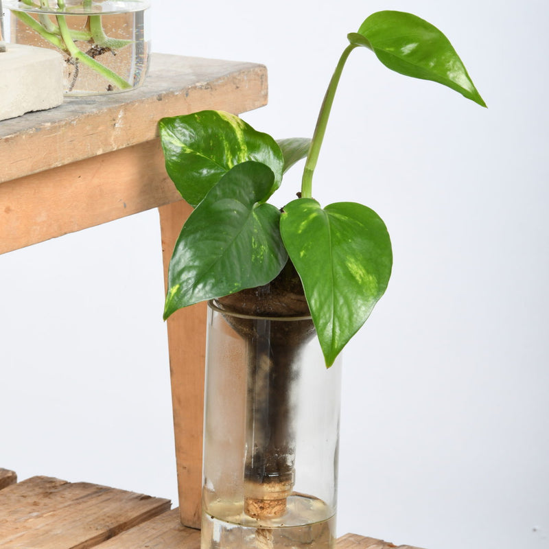 An Esschert Design self-watering bottle planter in a glass vase on a wooden table.