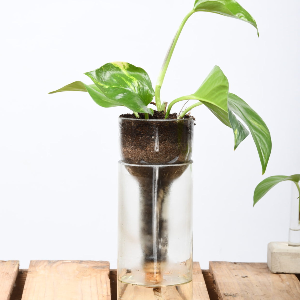 Glass bottle planter holding a trailing pothos, set on a wooden crate