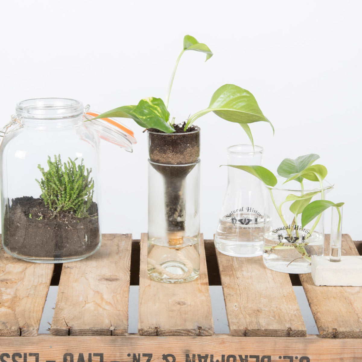Glass jars and bottle planters holding herbs on a wooden crate