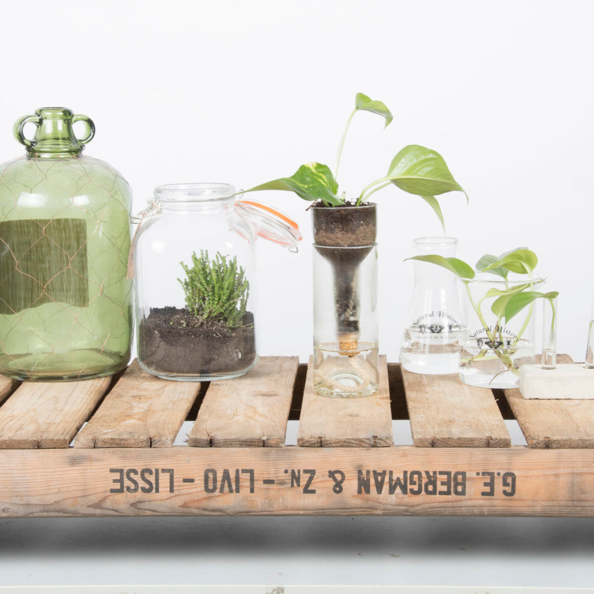 A row of glass planters with herbs and pothos along a wooden crate