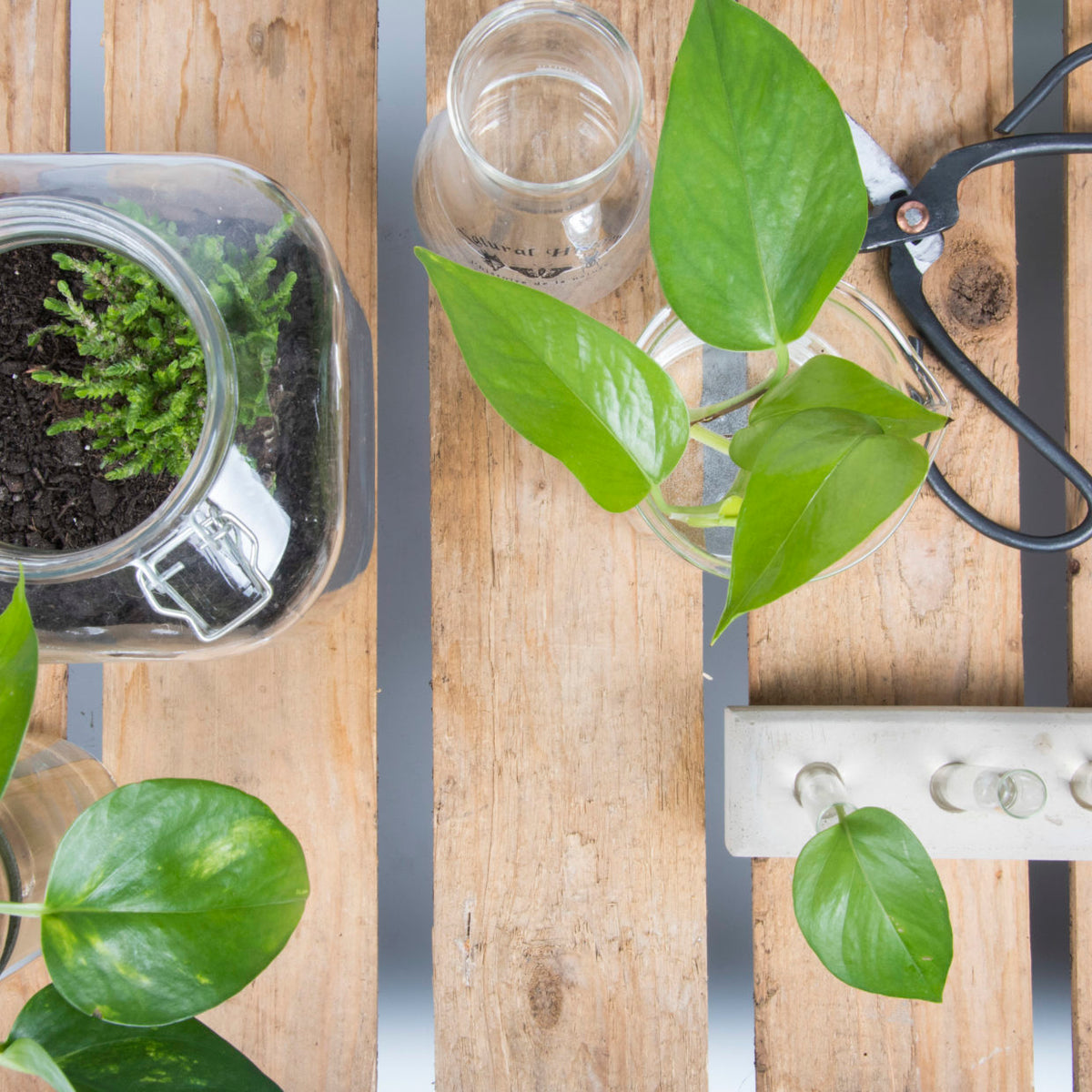 Two glass planters, one with herbs and one with a pothos, on a pallet