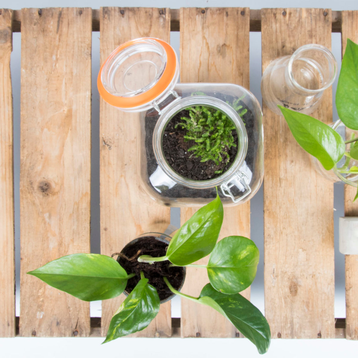 Close view of a glass planter of herbs resting on a timber pallet