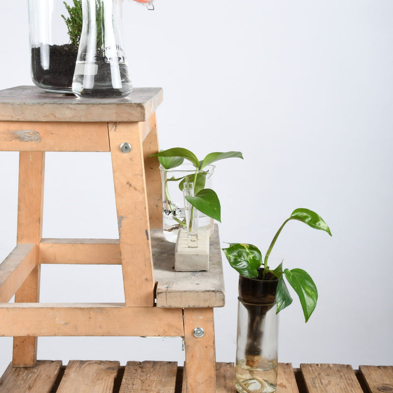 A wooden ladder sits on top of a table with a plant in an Esschert Design Self-Watering Bottle Planter.