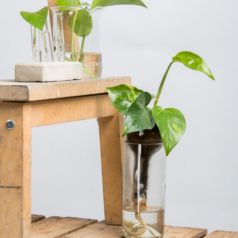 An Esschert Design self-watering bottle planter in a glass vase on a wooden table.